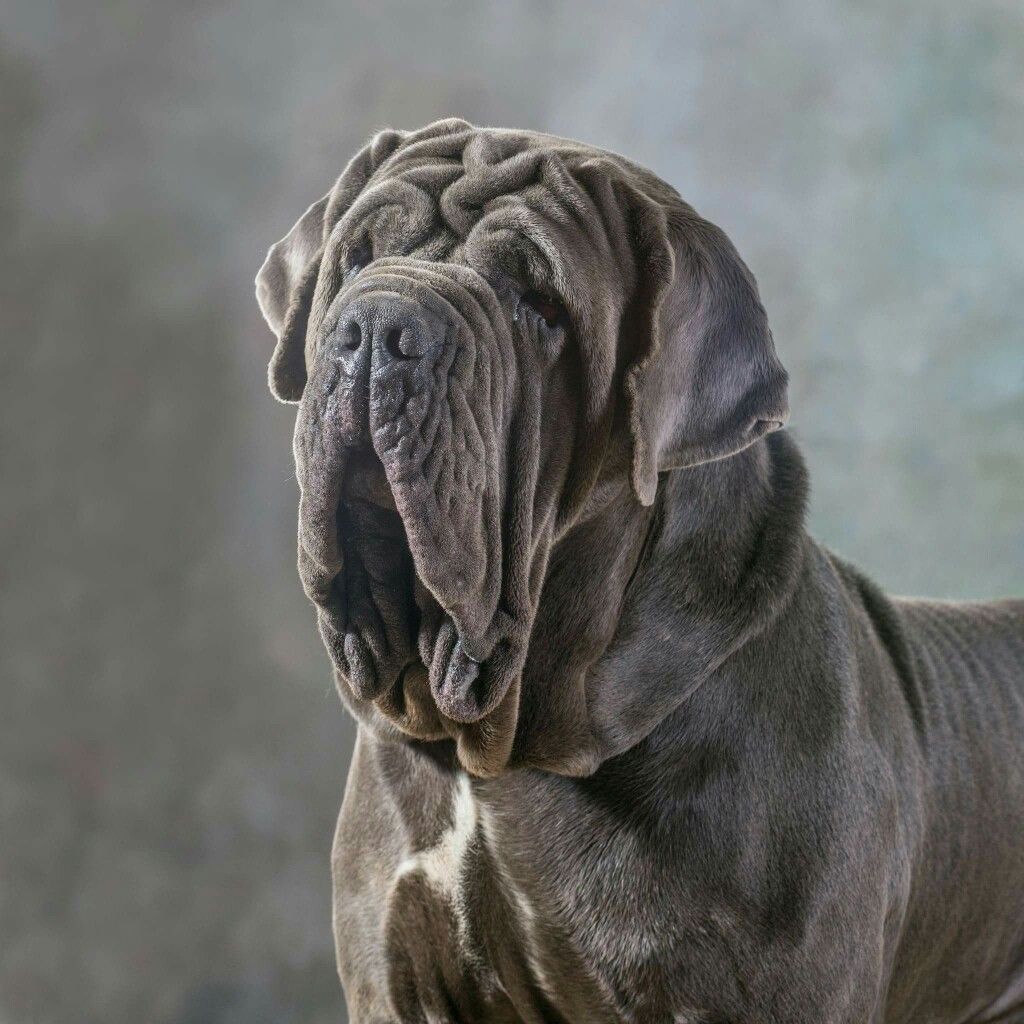 Neapolitan Mastiff information and Characteristics