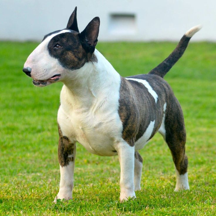 Miniature Bull Terrier information and Characteristics