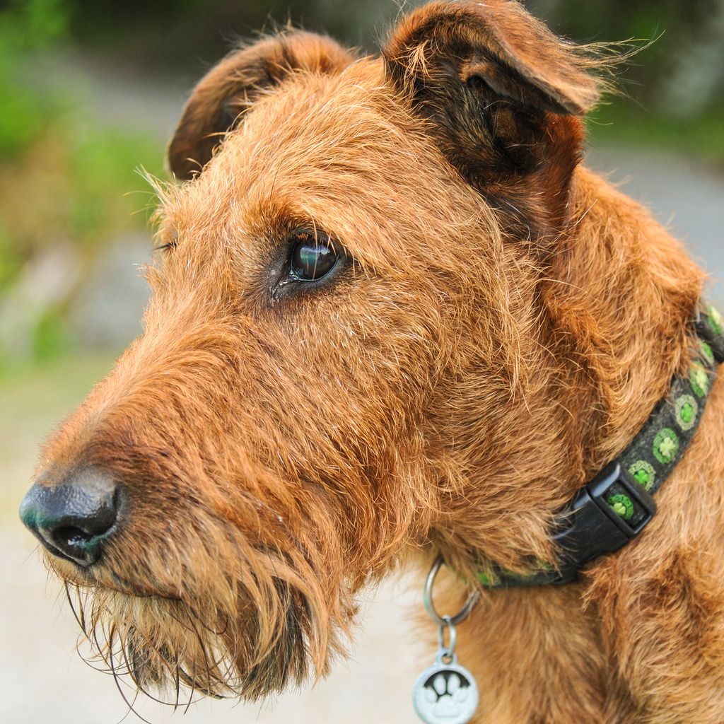 Irish Terrier information and Characteristics