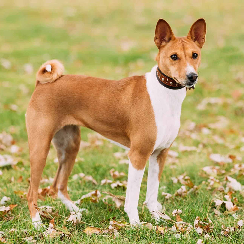 Basenji information and Characteristics