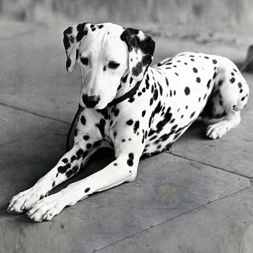 Dalmatian information and Characteristics