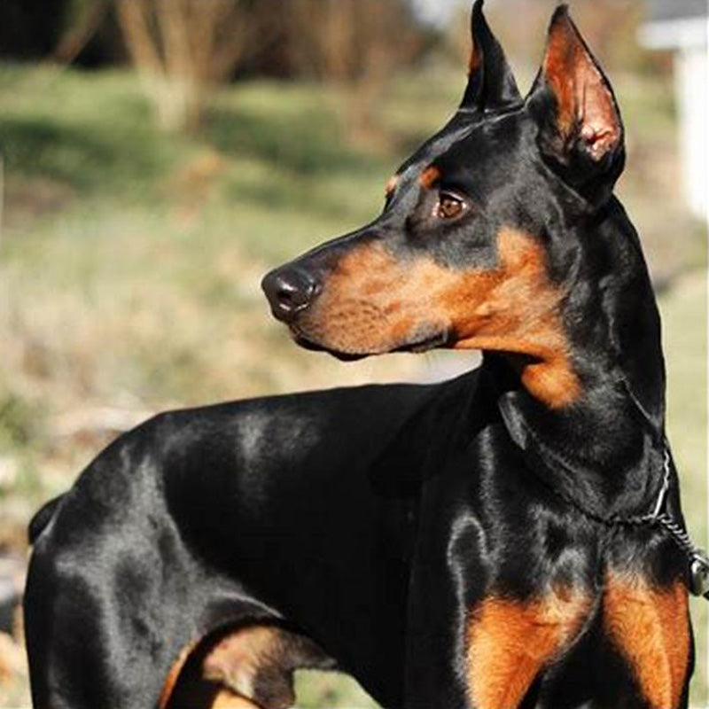 German Pinscher information and Characteristics