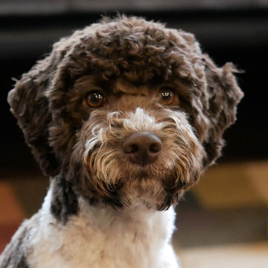 Lagotto Romagnolo  information and Characteristics