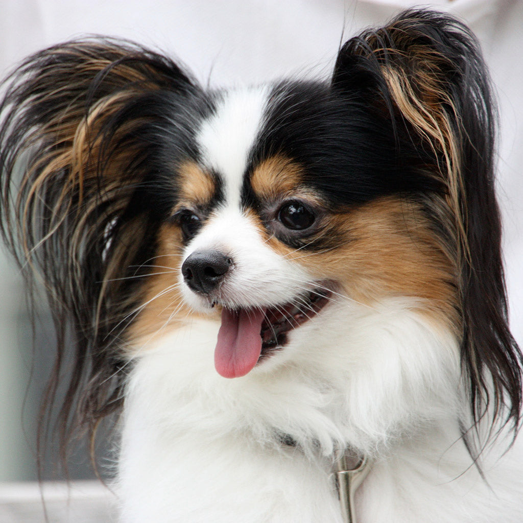 Papillon information and Characteristics