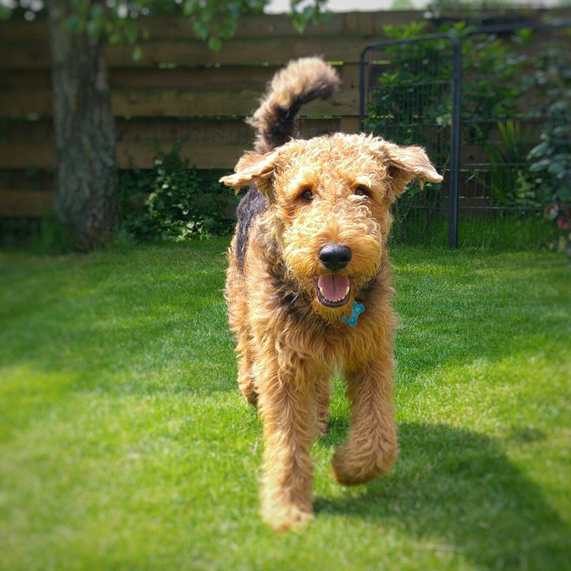 Airedale Terrier information and Characteristics