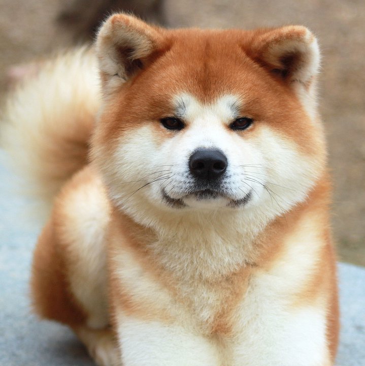 Japanese Akitainu information and Characteristics