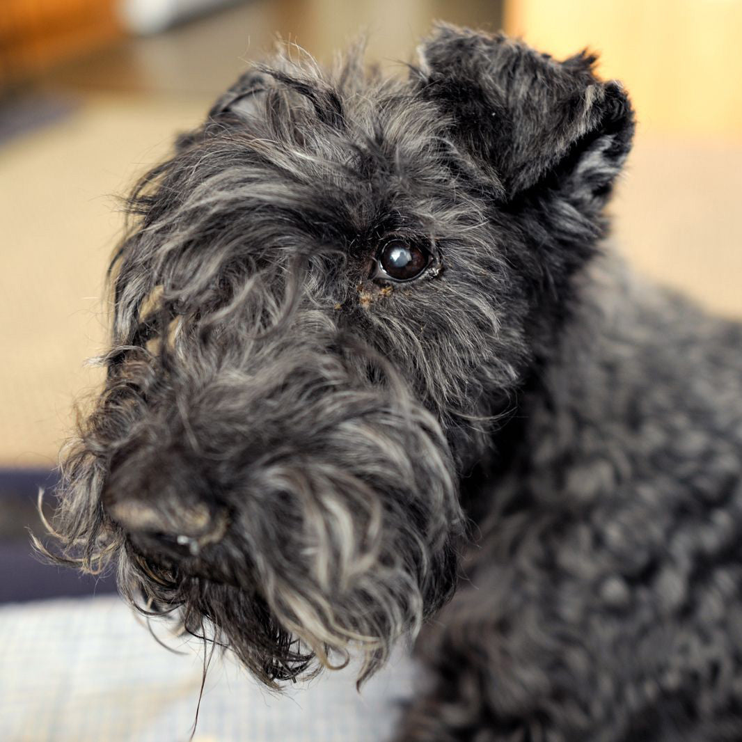 Kerry Blue Terrier information and Characteristics