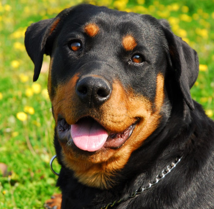 Rottweiler information and Characteristics