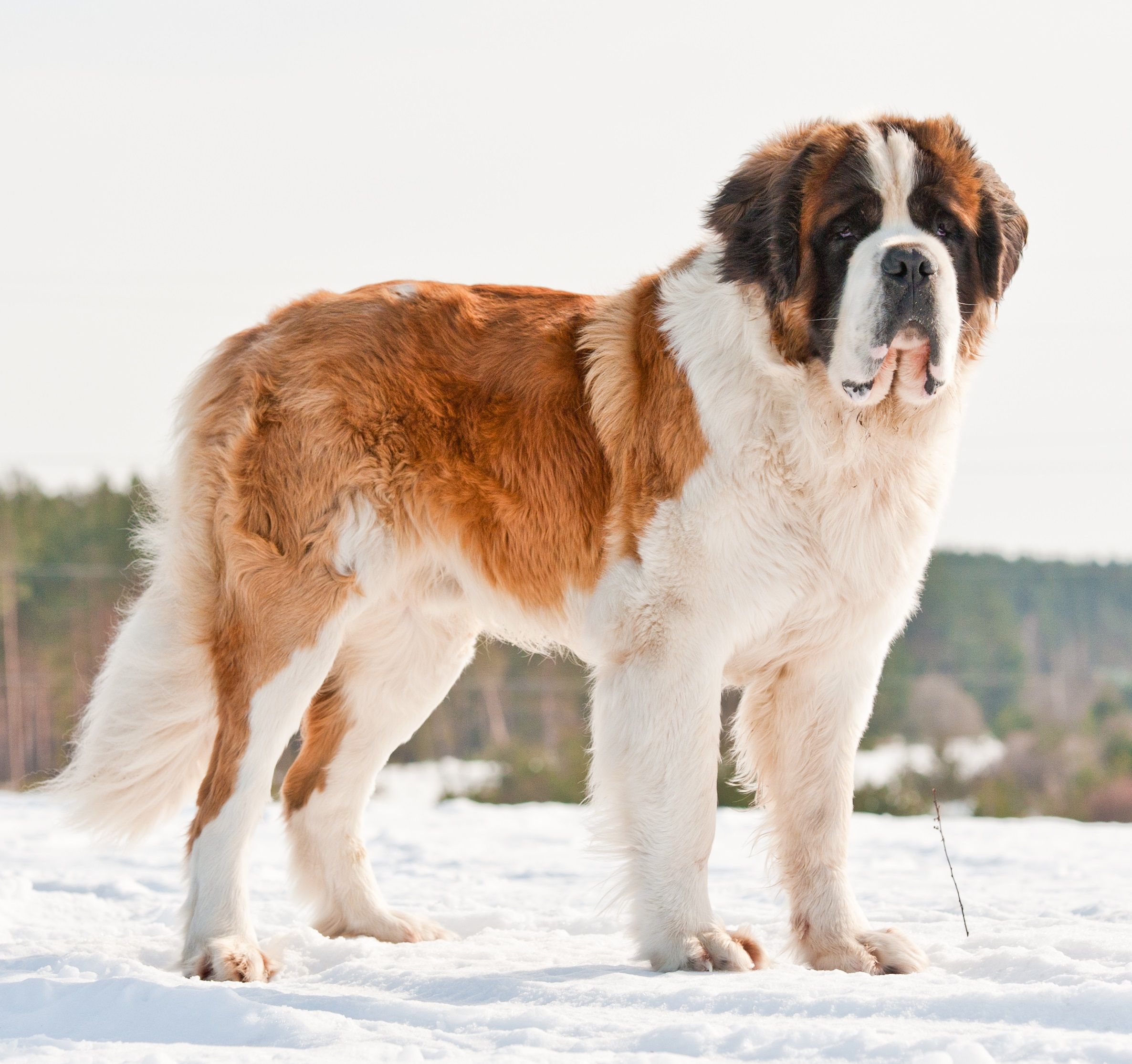 Saint Bernard information and Characteristics