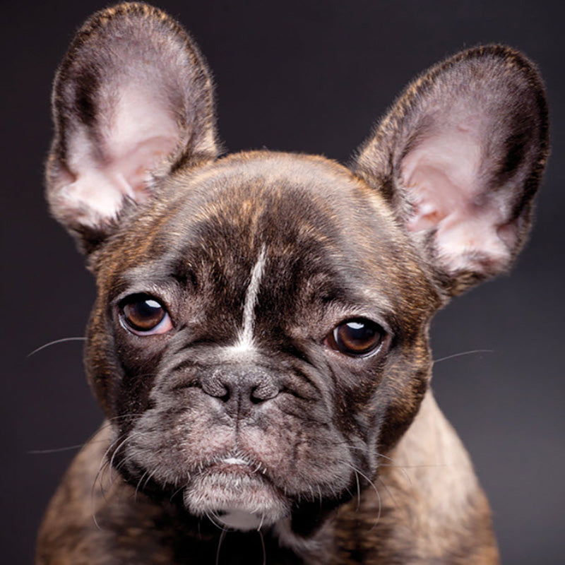 French Bulldog information and Characteristics