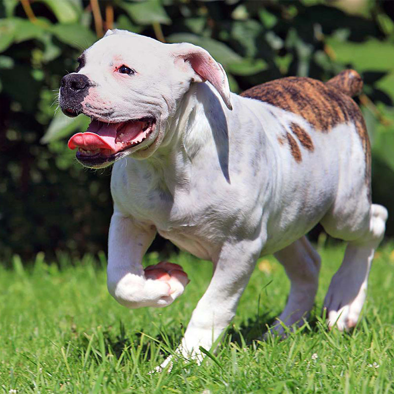 What To Expect When Caring For an American Bulldog