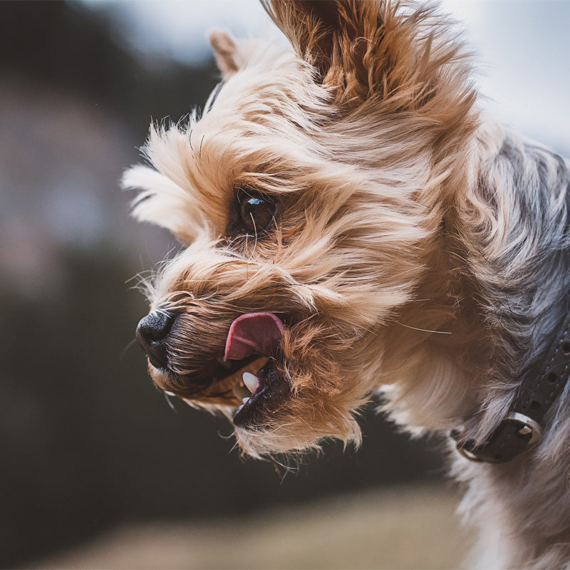 Information and characteristics of the Cairn Terrier