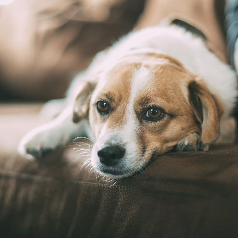 Why Dogs Need a Couch Cover