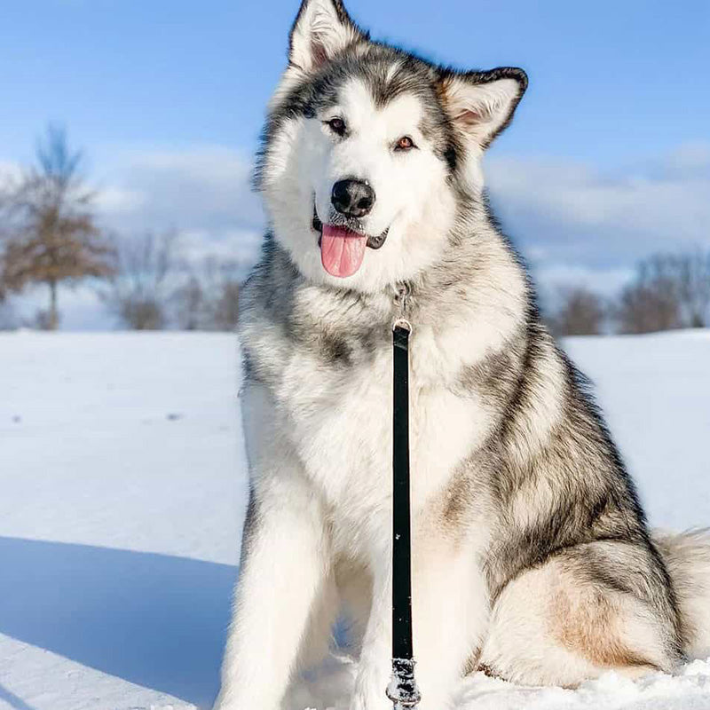 Alaskan Malamute