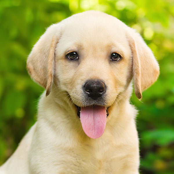 Labrador Retriever information and Characteristics