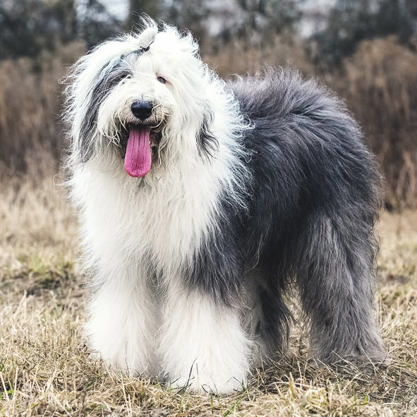 Old English Sheepdog information and Characteristics