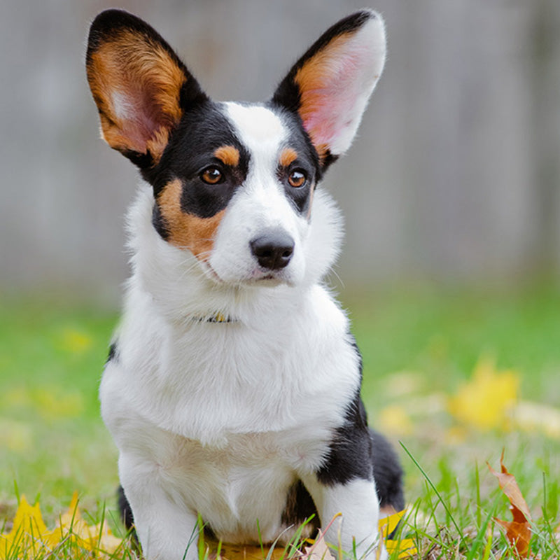 Cardigan Welsh Corgi information and Characteristics