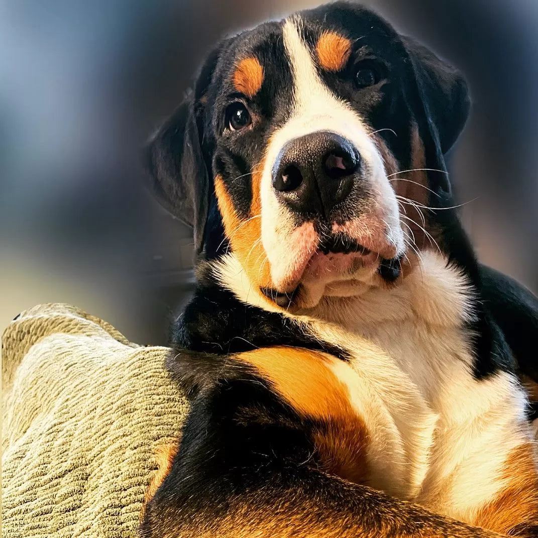 Entlebucher Mountain Dog information and Characteristics