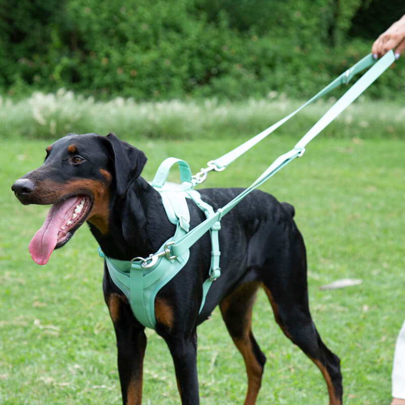 Leashes & Harnesses