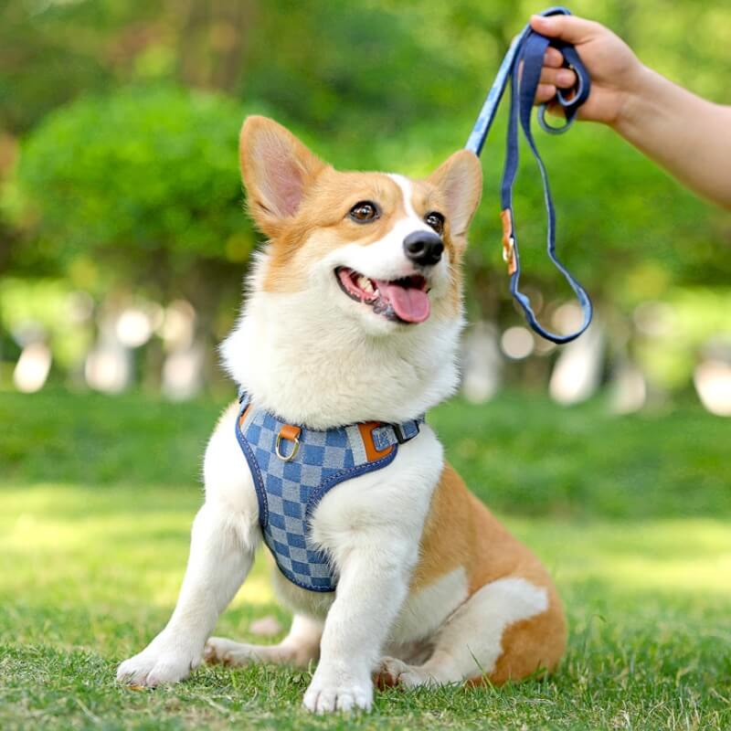 Anti-Pull Dog Harness Walking Kit