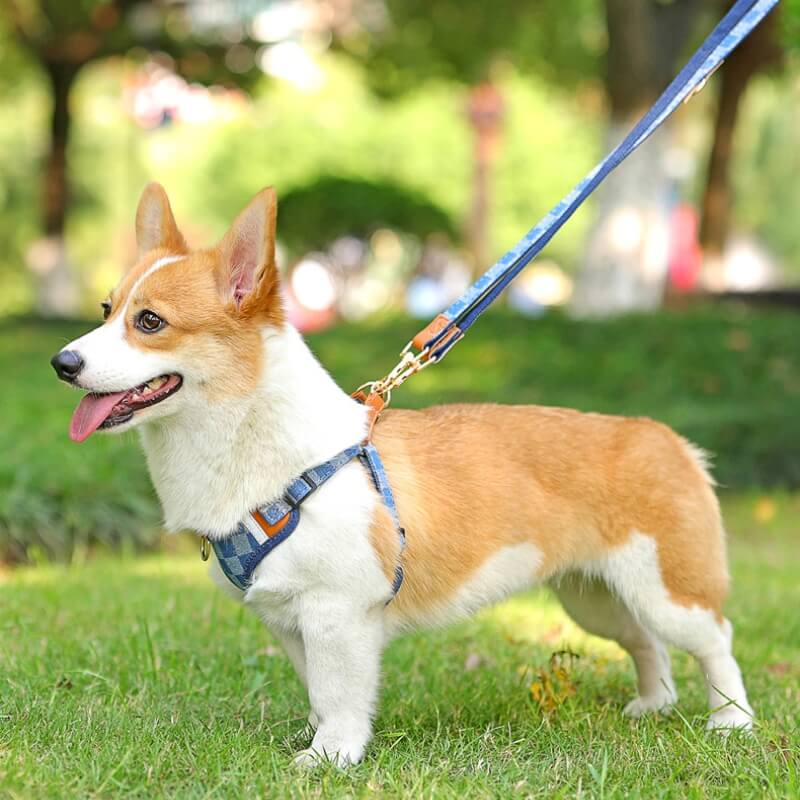 Anti-Pull Dog Harness Walking Kit