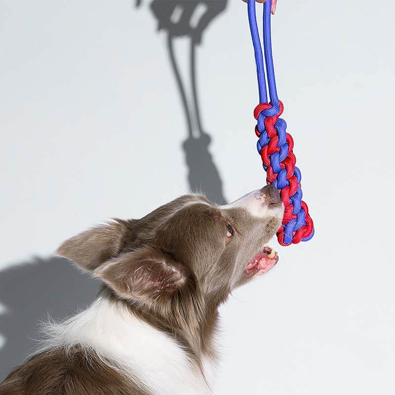 Braided Rope Stick Tug Dog Toy - Color Clash