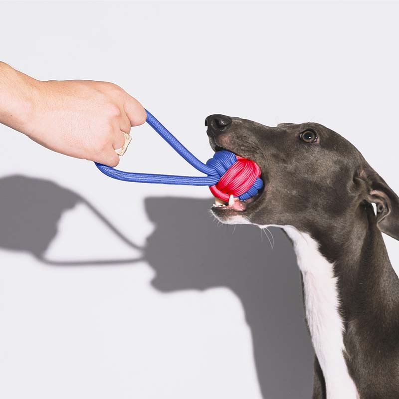 Knots Rope Tug Dog Toy - Color Clash